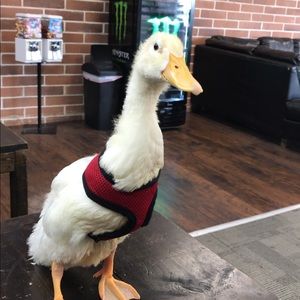 Meet your Posher, Rebecca